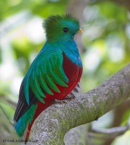 Квезель-священая птица майя.jpg