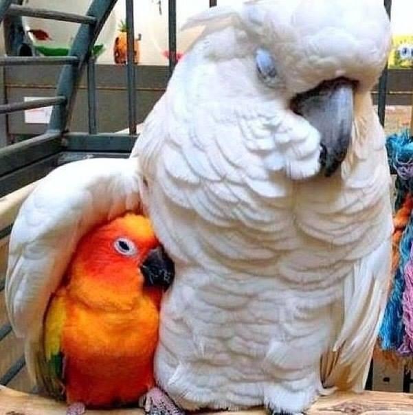 Под крылом большого брата.jpg