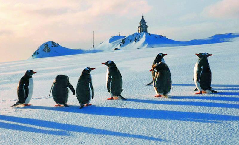 Пингвины.jpg