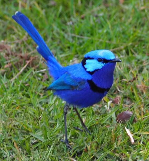 Синяя птица.jpg