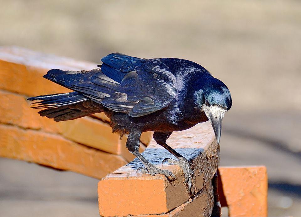 blue crow.jpg