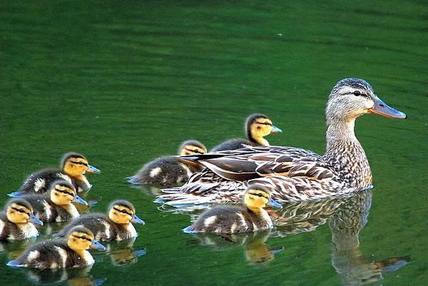 mallard-duck-family-tim-elliott.jpg