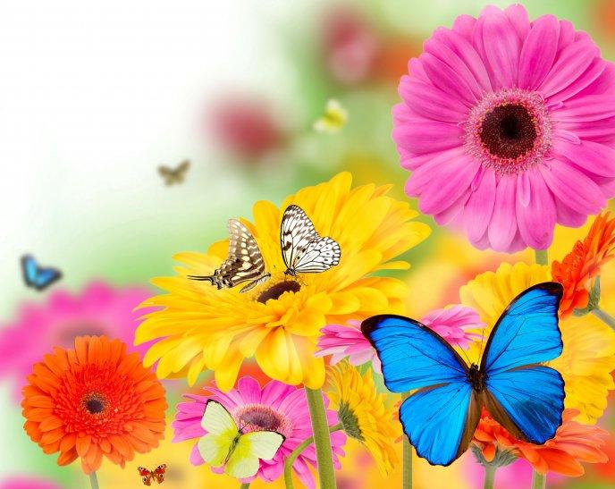 6952_Colorful-butterflies-on-the-beautiful-Gerberas-flowers.jpg